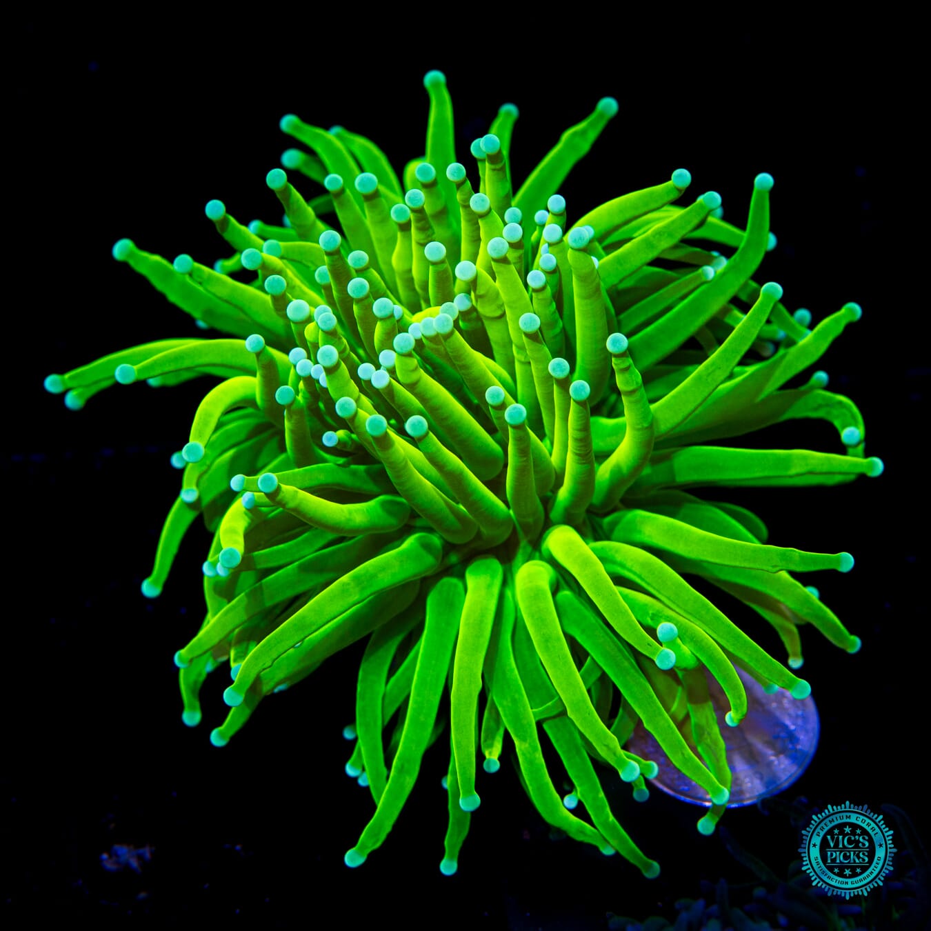Nuclear Naners Torch - Actinic Photo