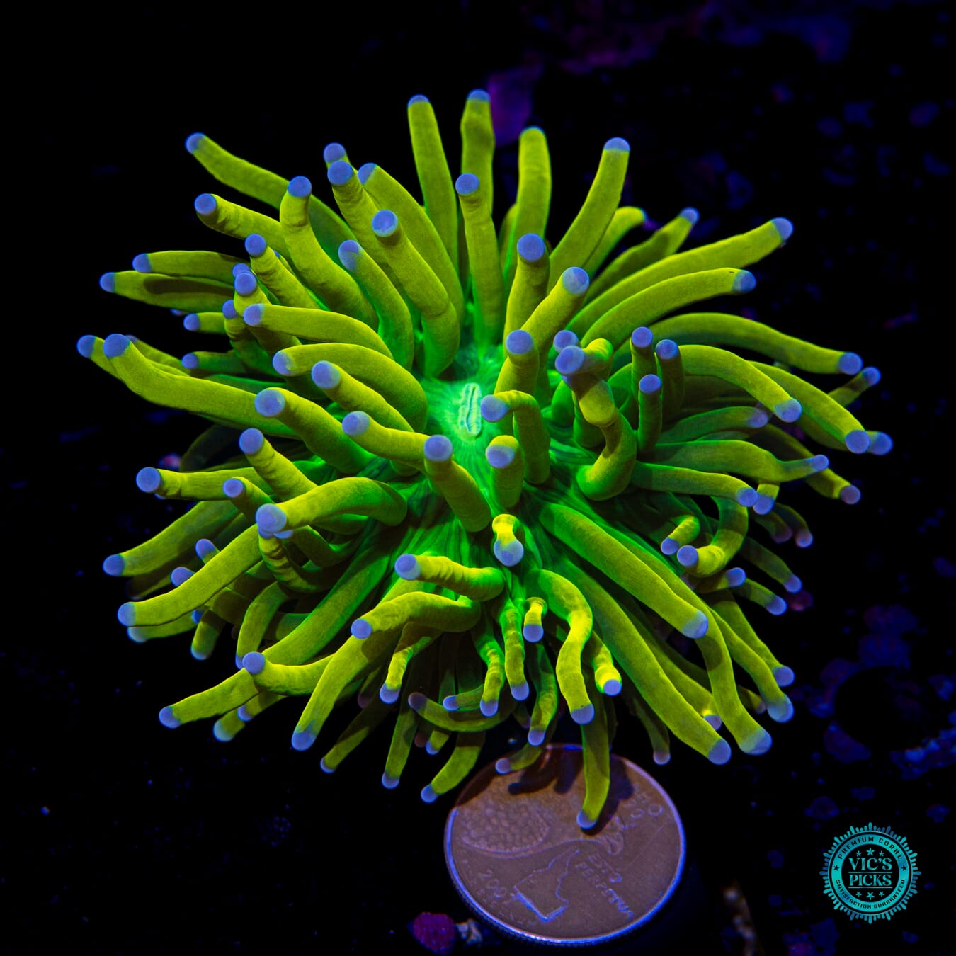 Banana Grail Torch - Actinic Photo