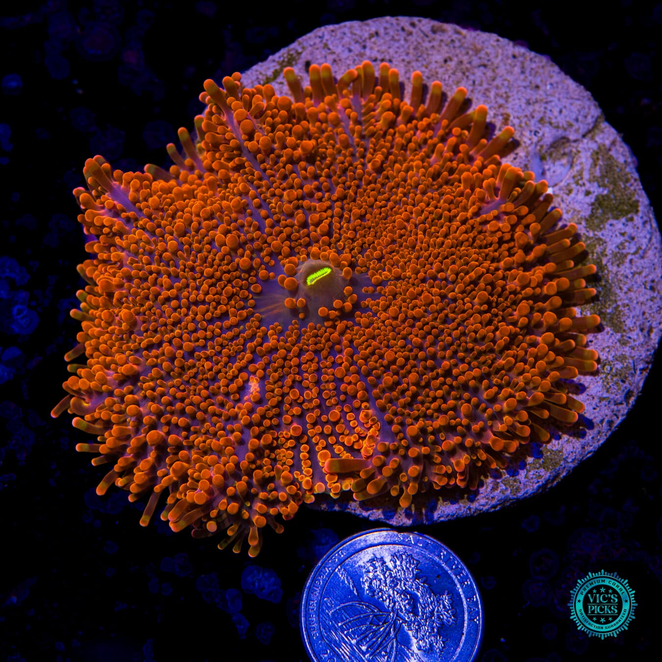Gigantic Blazin Yuma Mushroom - Actinic Photo