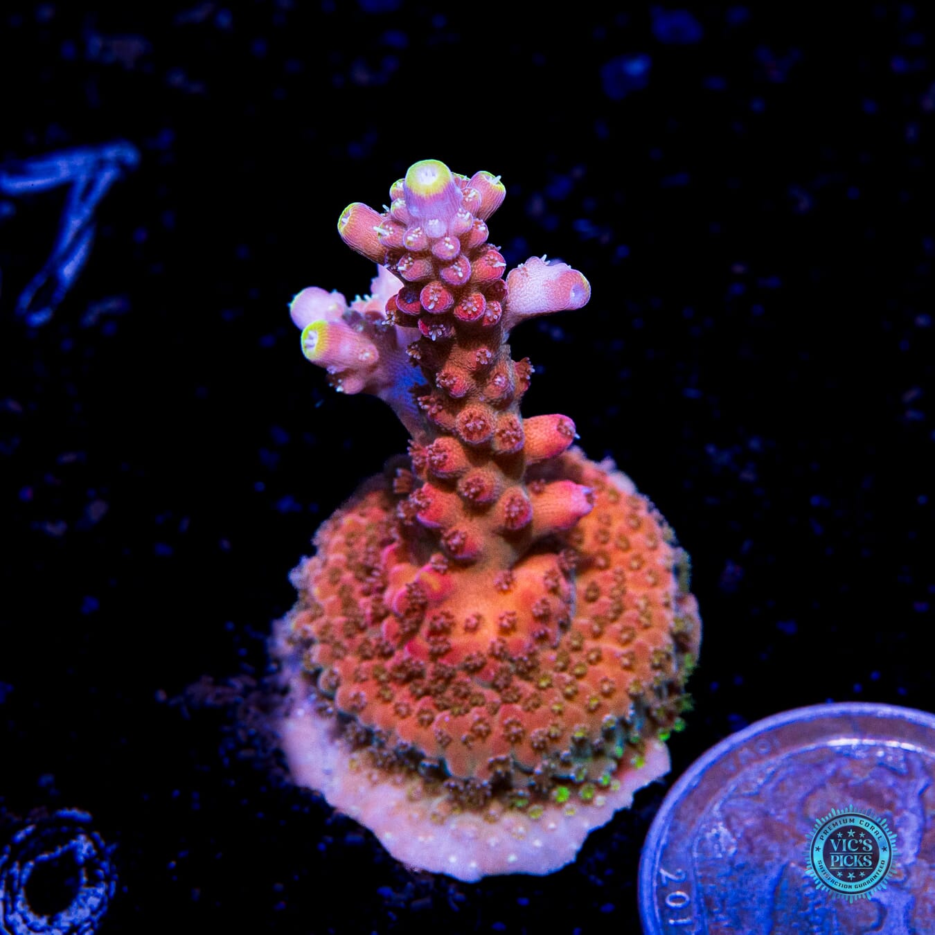 Jason Fox Shock Tart Acropora - Actinic Photo