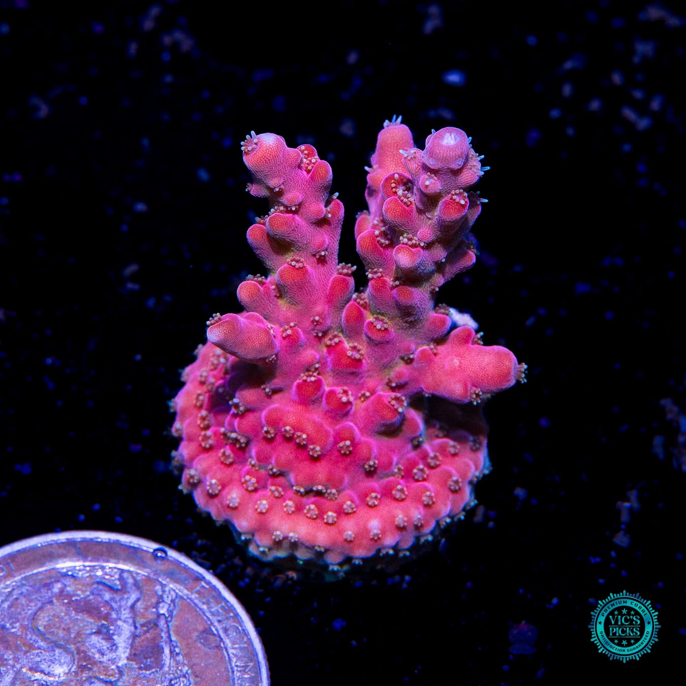 WWC Whiplash Acropora - Actinic Photo