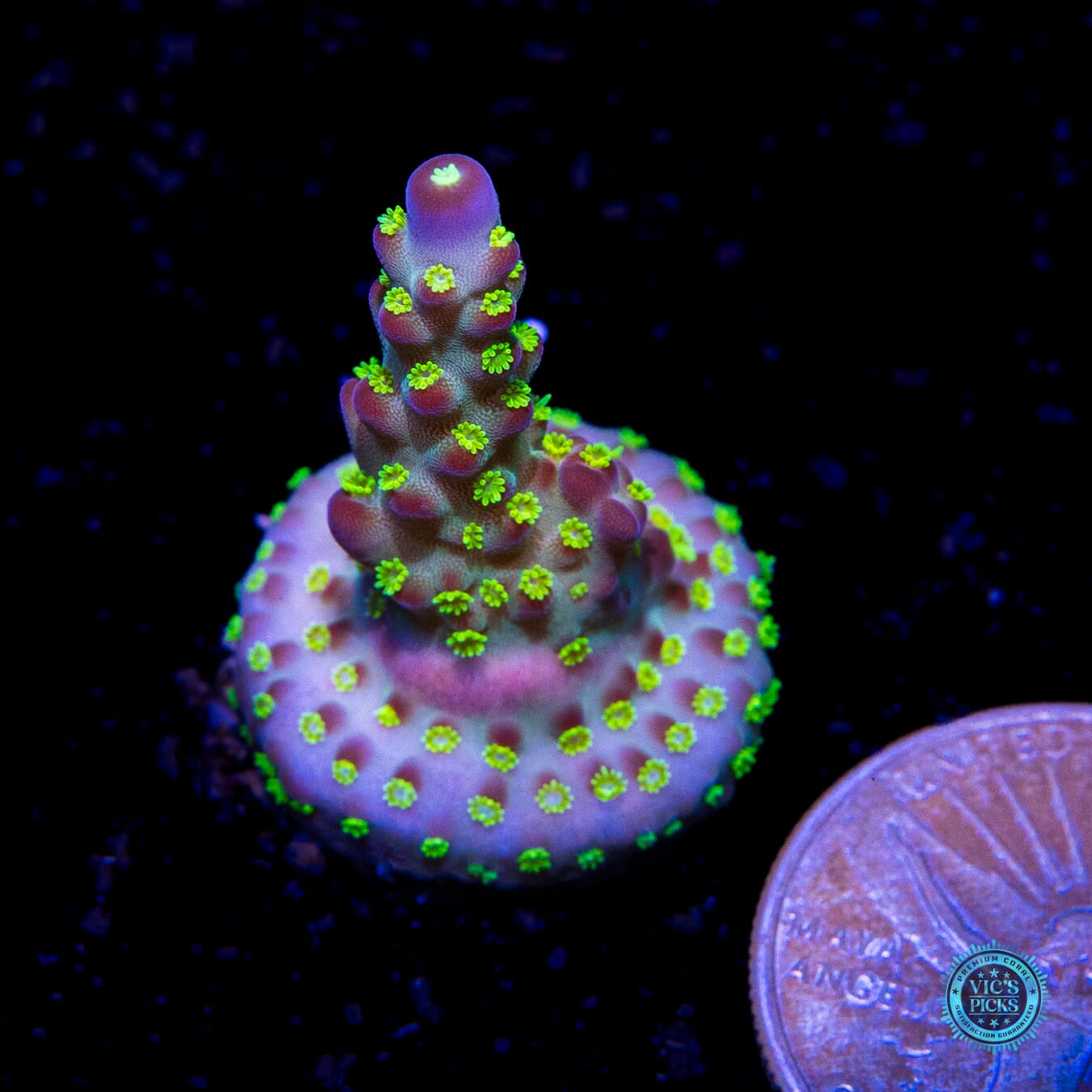 Jason Fox Fantasy Island Acropora - Actinic Photo