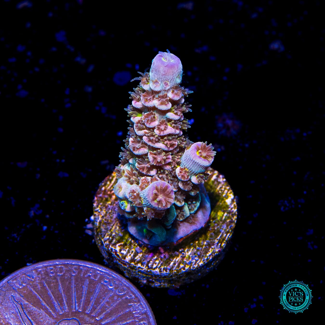 WWC Painkiller Tenuis Acropora - Actinic Photo