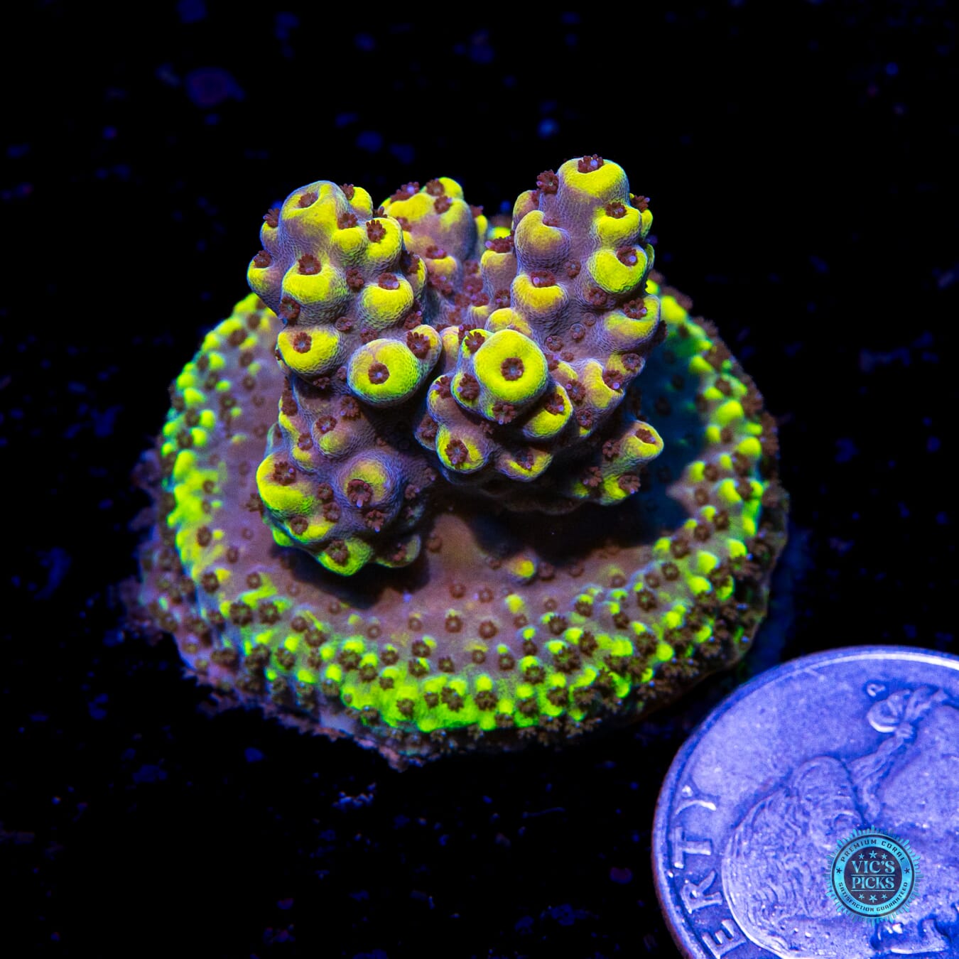 WWC Honeycomb Acropora - Actinic Photo