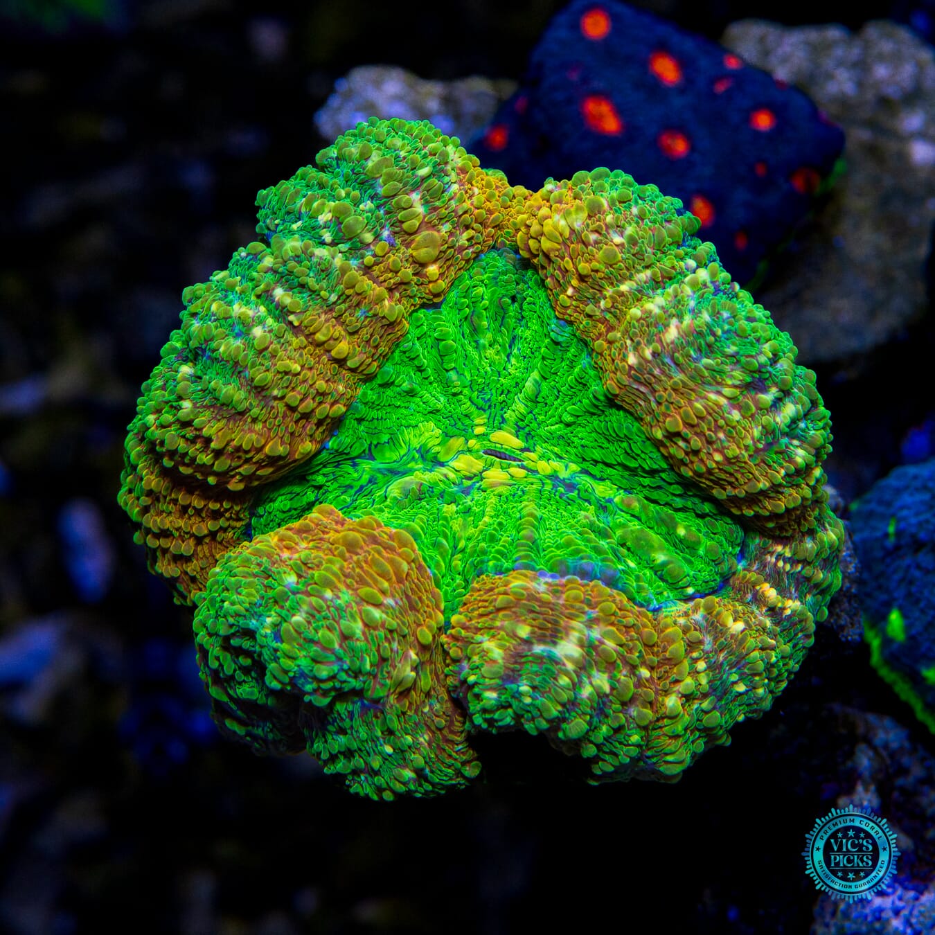 Venom King Lobophyllia - Actinic Photo