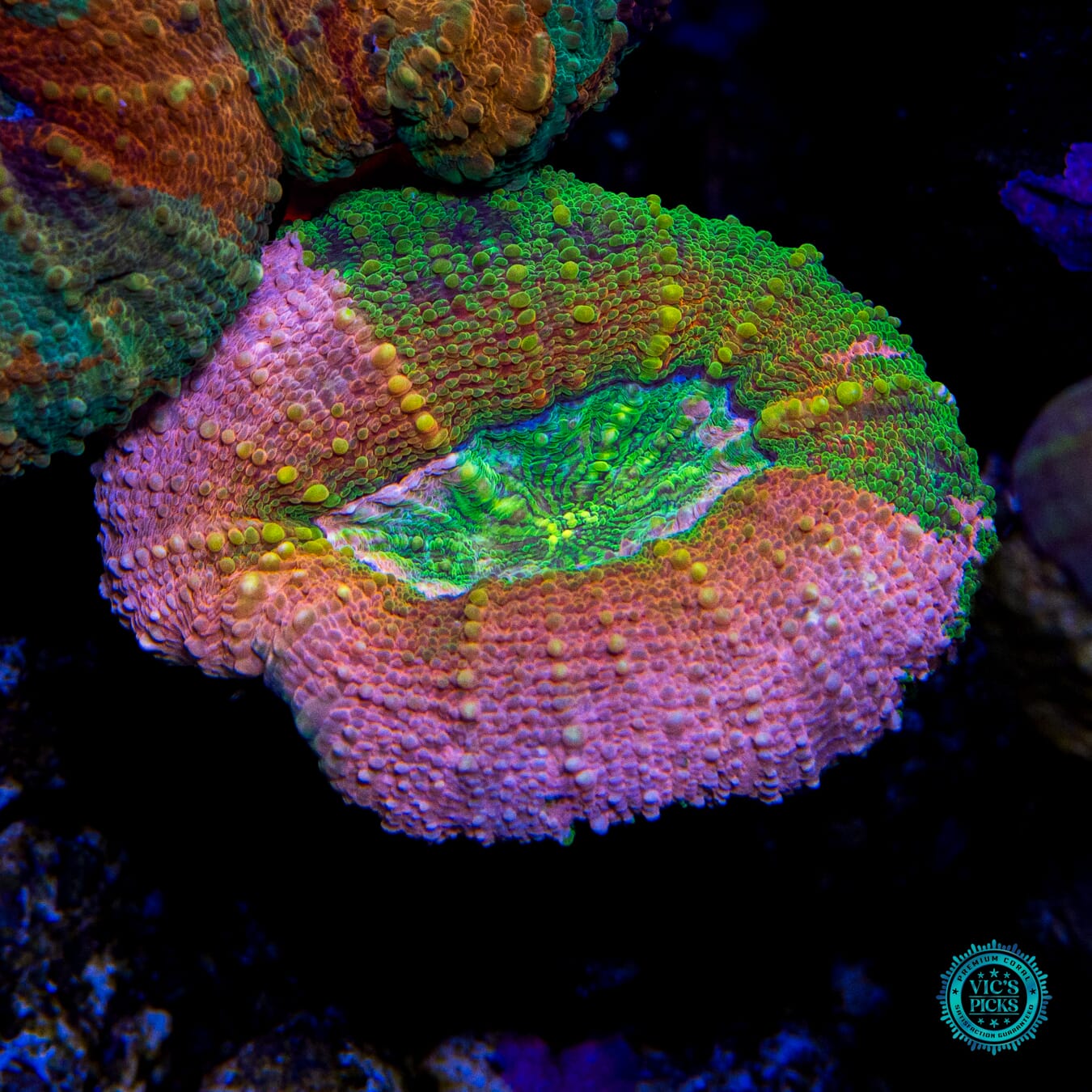 Flamingo Island Lobophyllia - Actinic Photo