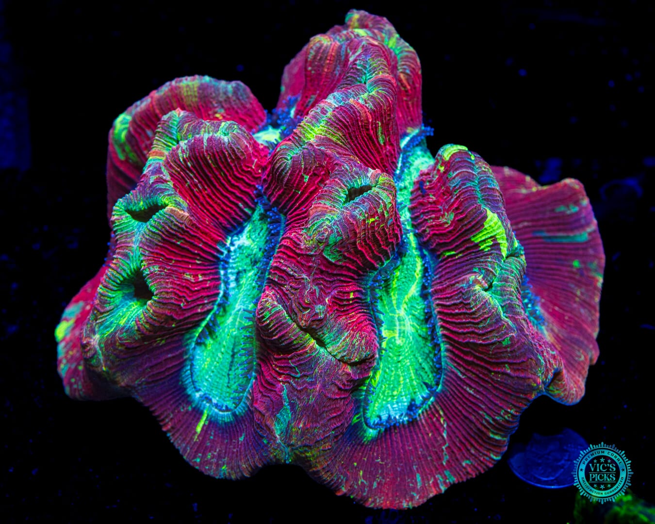 Dragon Fruit Trachyphyllia - Daylight Photo