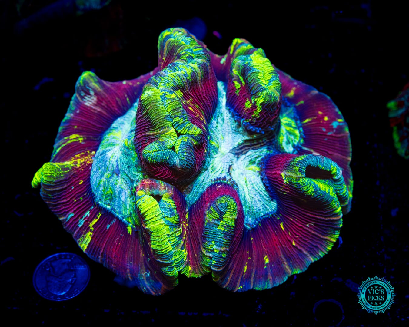 Electric Cherry Tracyphyllia - Daylight Photo