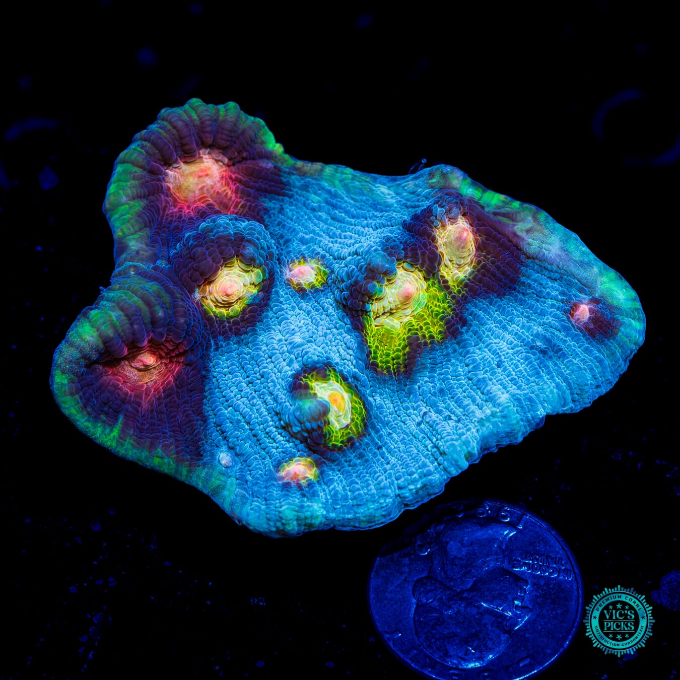 WWC Shattered Star Mycedium Chalice - Daylight Photo