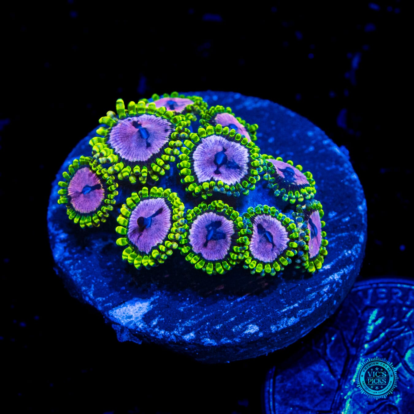 WWC Purple Monster Zoanthids - Daylight Photo
