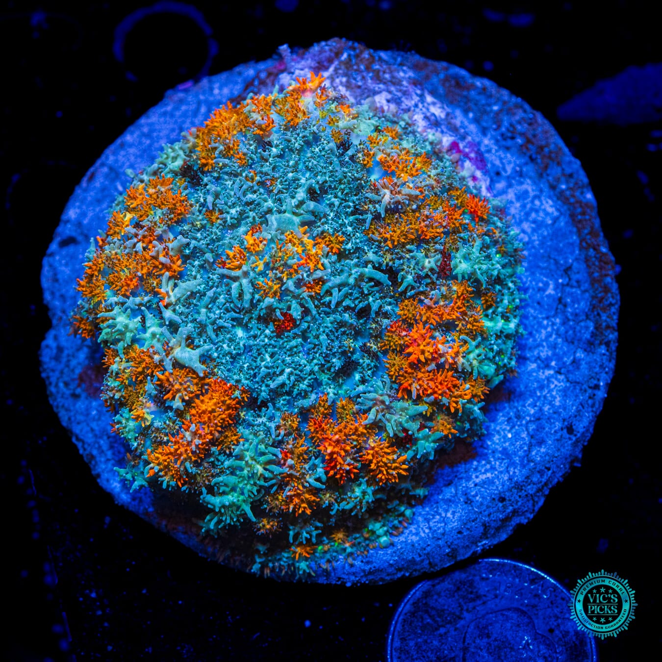 Flaming Hairy Fox Carpet Mushroom - Daylight Photo