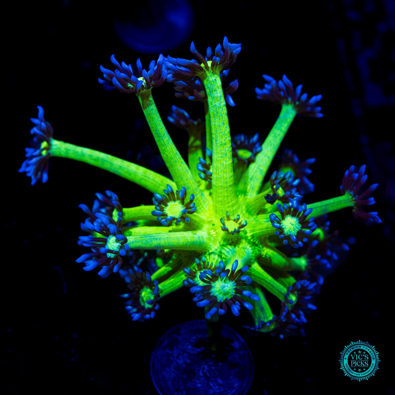 WWC Shadow Flame Goniopora - Daylight Photo