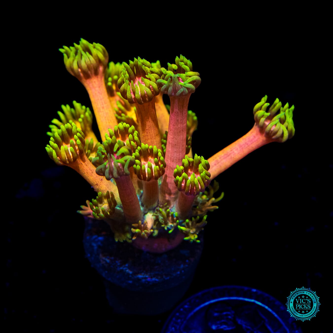 WWC Fruit Daddy Goniopora - Daylight Photo
