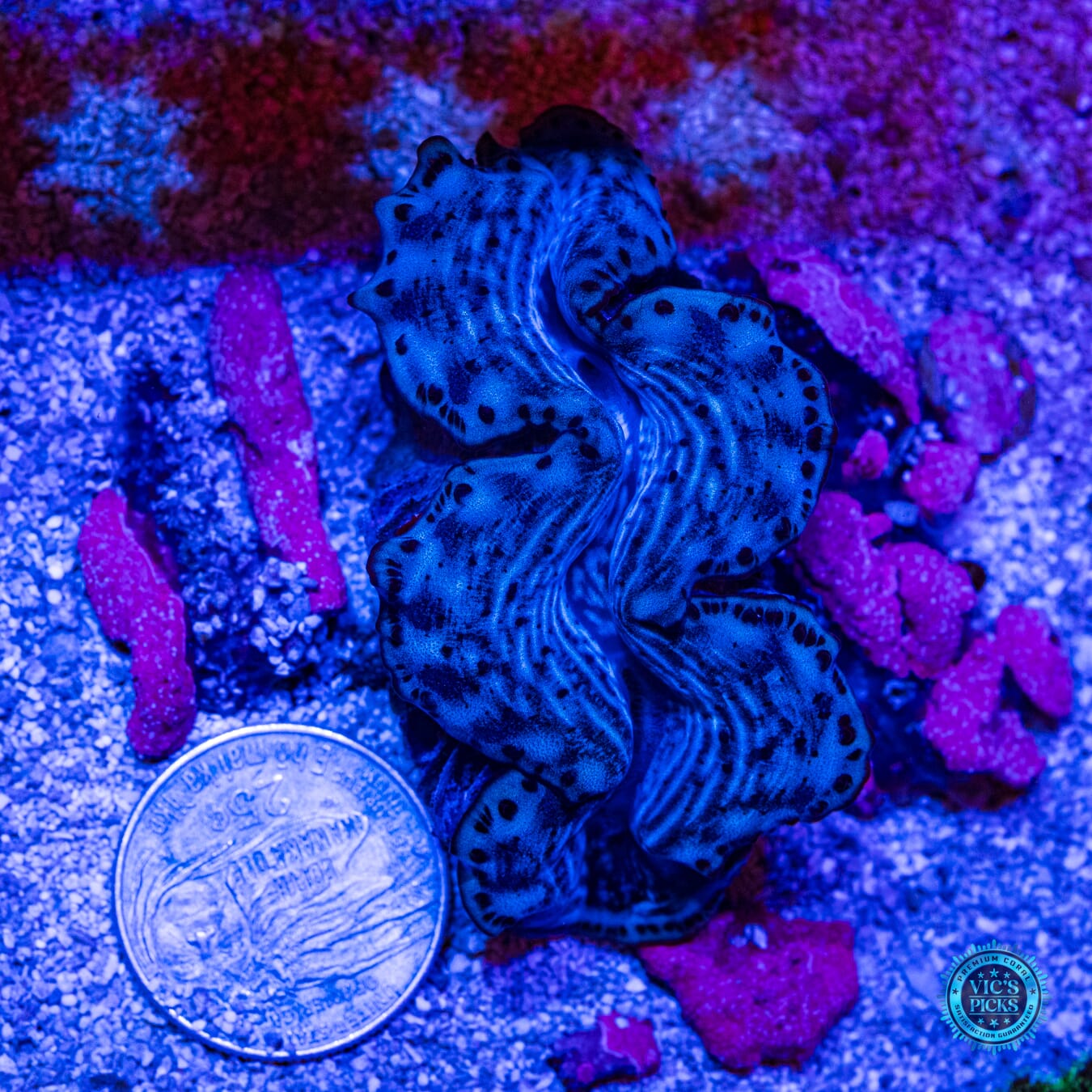 Epicenter Maxima Clam - Daylight Photo