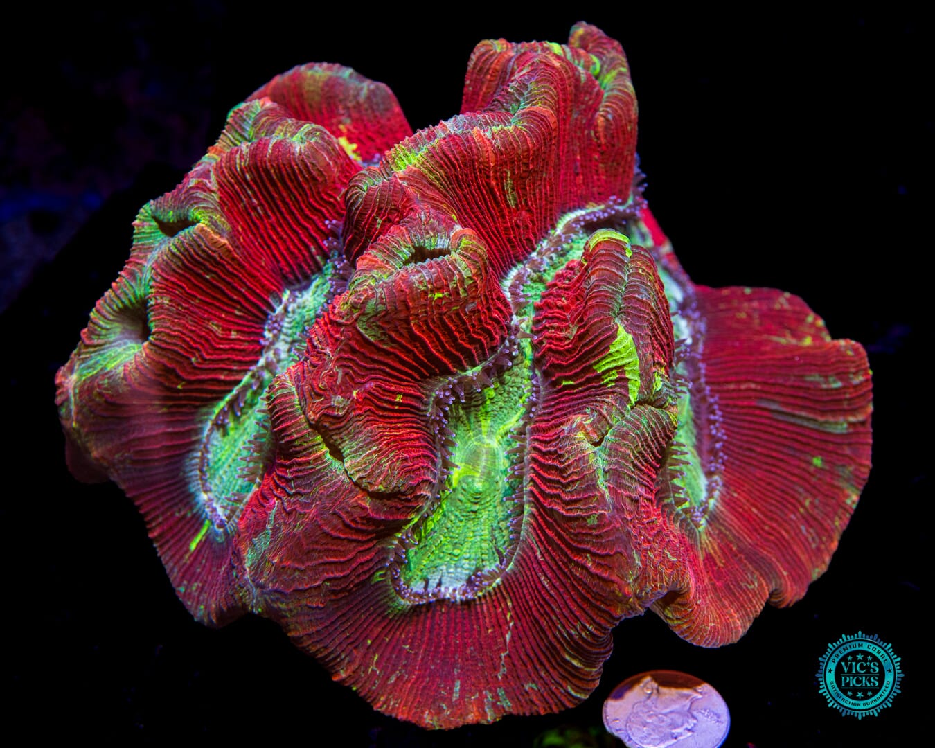 Dragon Fruit Trachyphyllia - Actinic Photo
