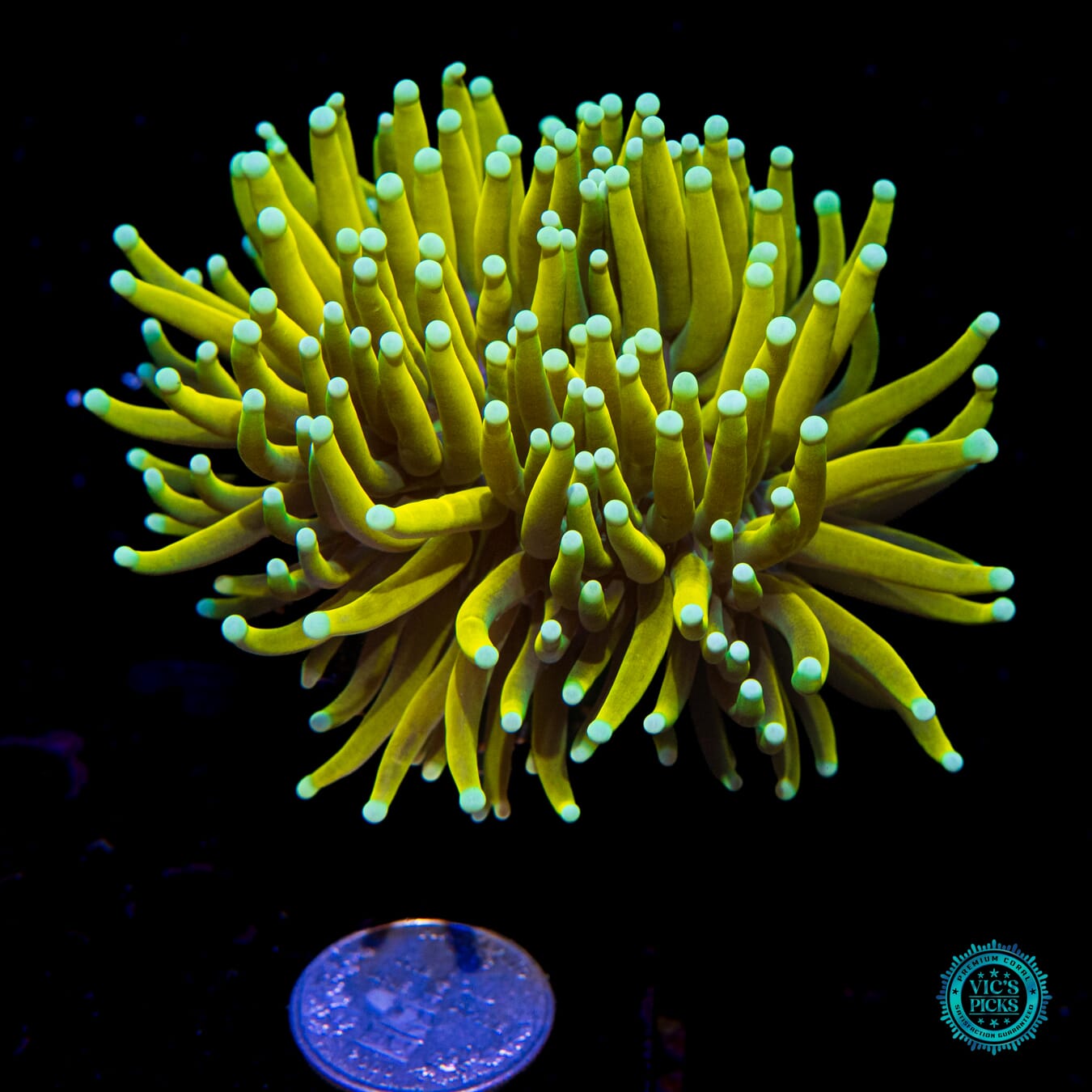 Banana Boat Torch - Actinic Photo
