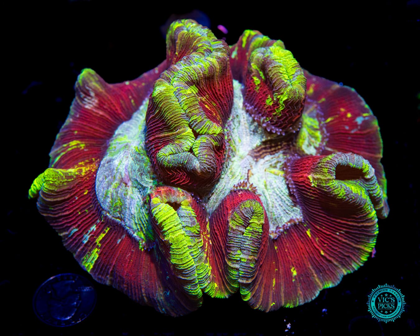 Electric Cherry Tracyphyllia - Actinic Photo