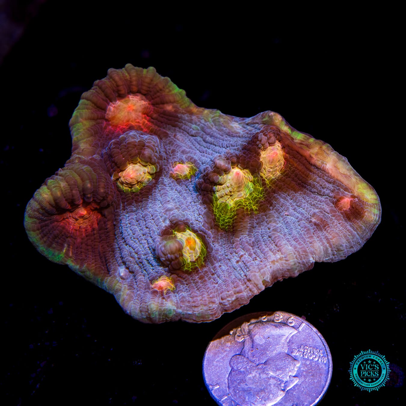 WWC Shattered Star Mycedium Chalice - Actinic Photo
