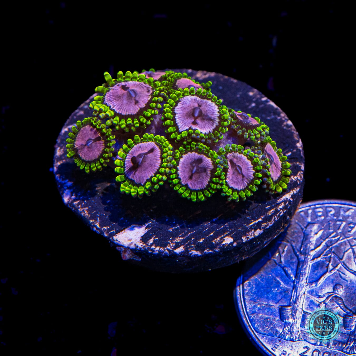 WWC Purple Monster Zoanthids - Actinic Photo