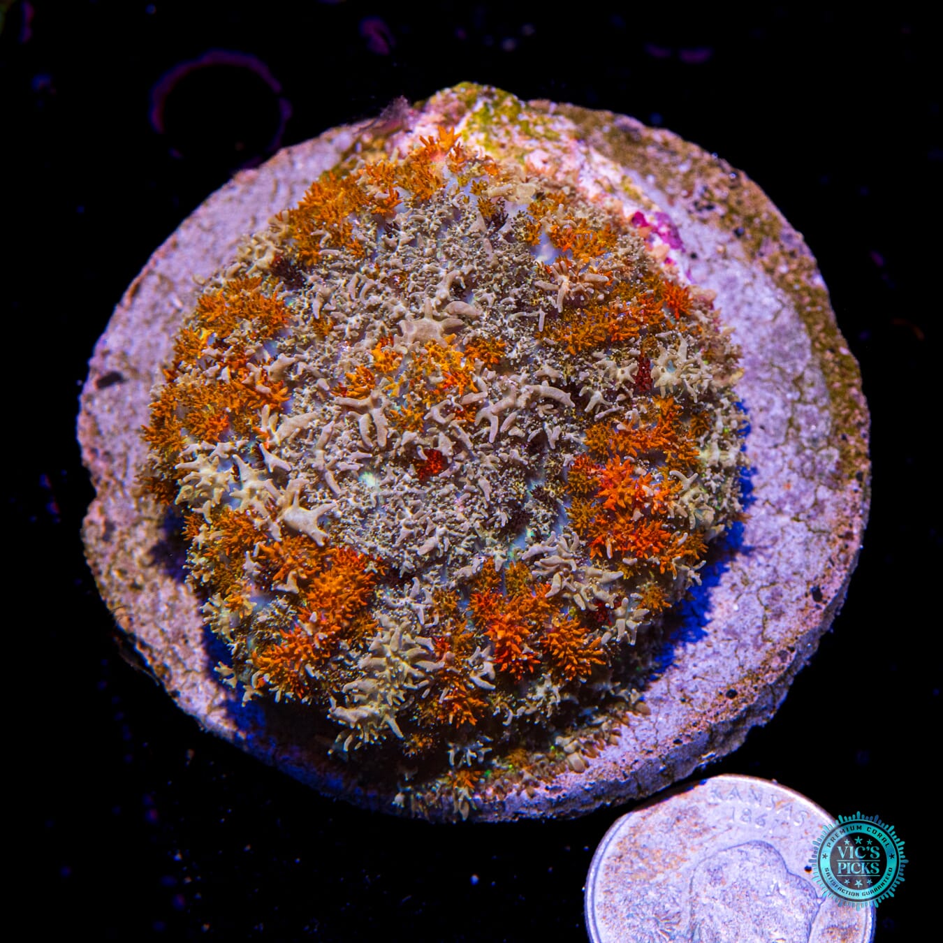 Flaming Hairy Fox Carpet Mushroom - Actinic Photo