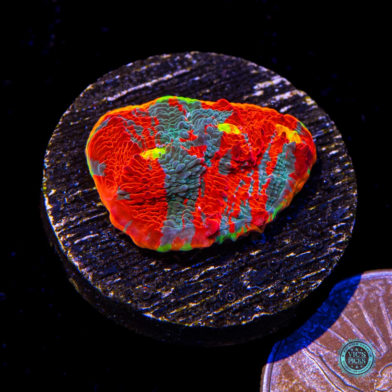 WWC Knockout Rainbow Chalice - Actinic Photo