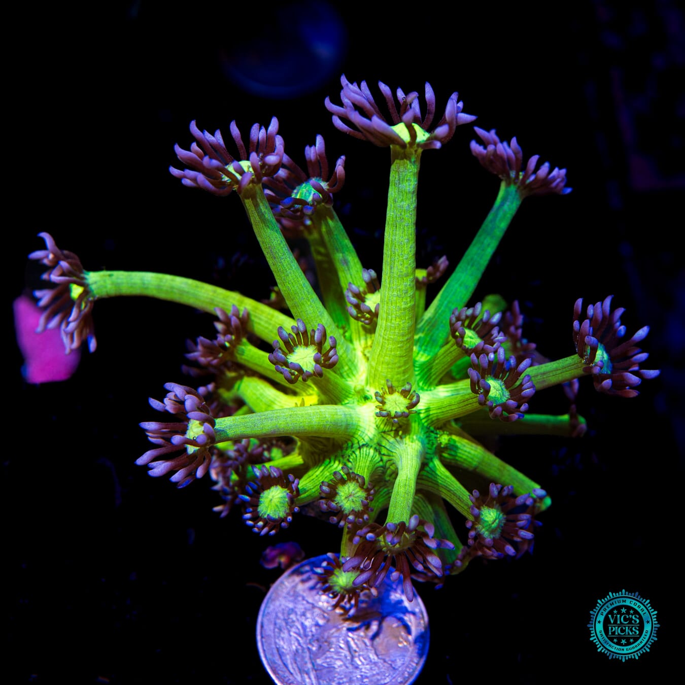WWC Shadow Flame Goniopora - Actinic Photo