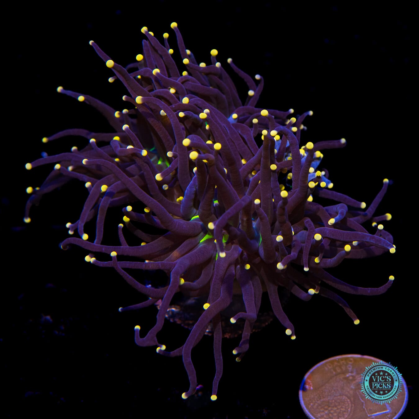 Peach Punch Torch - Actinic Photo
