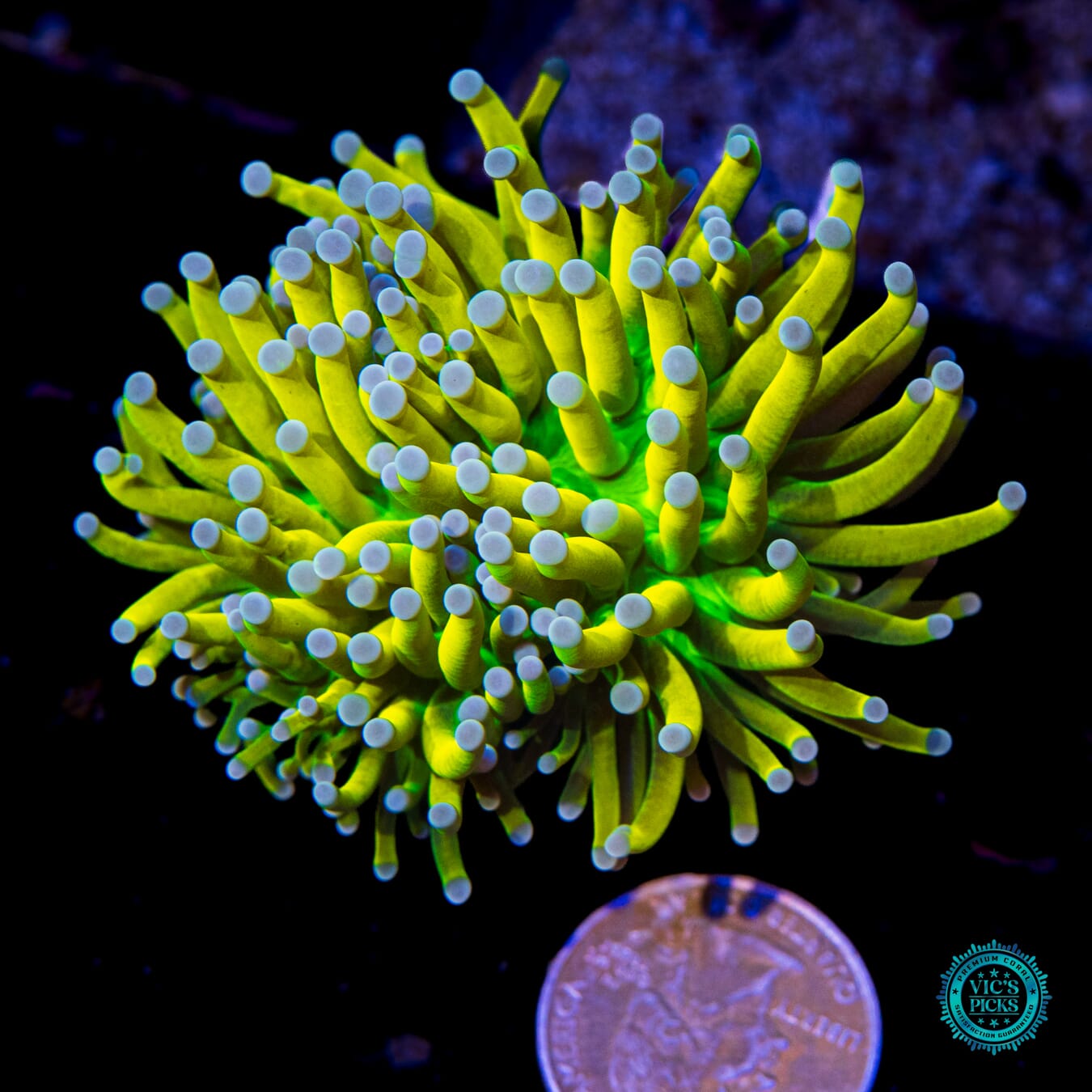 Bad Mama Banana Torch - Actinic Photo