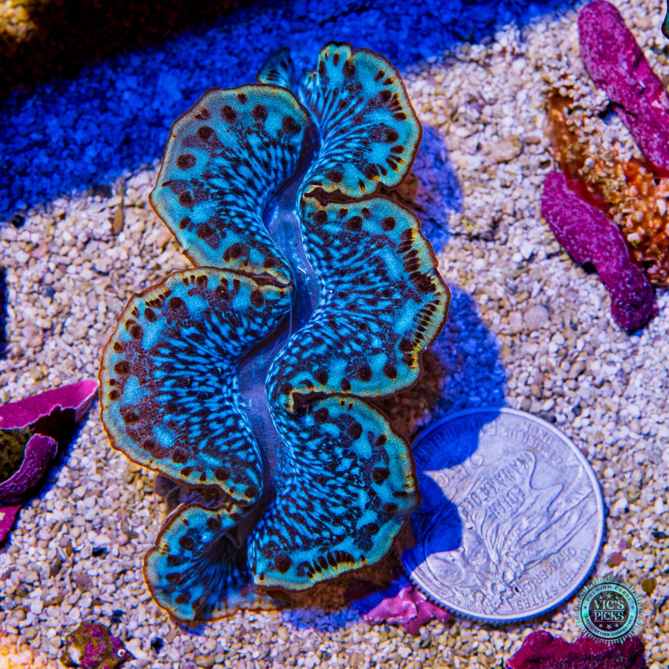 Subzero Lightning Storm Maxima Clam - Actinic Photo