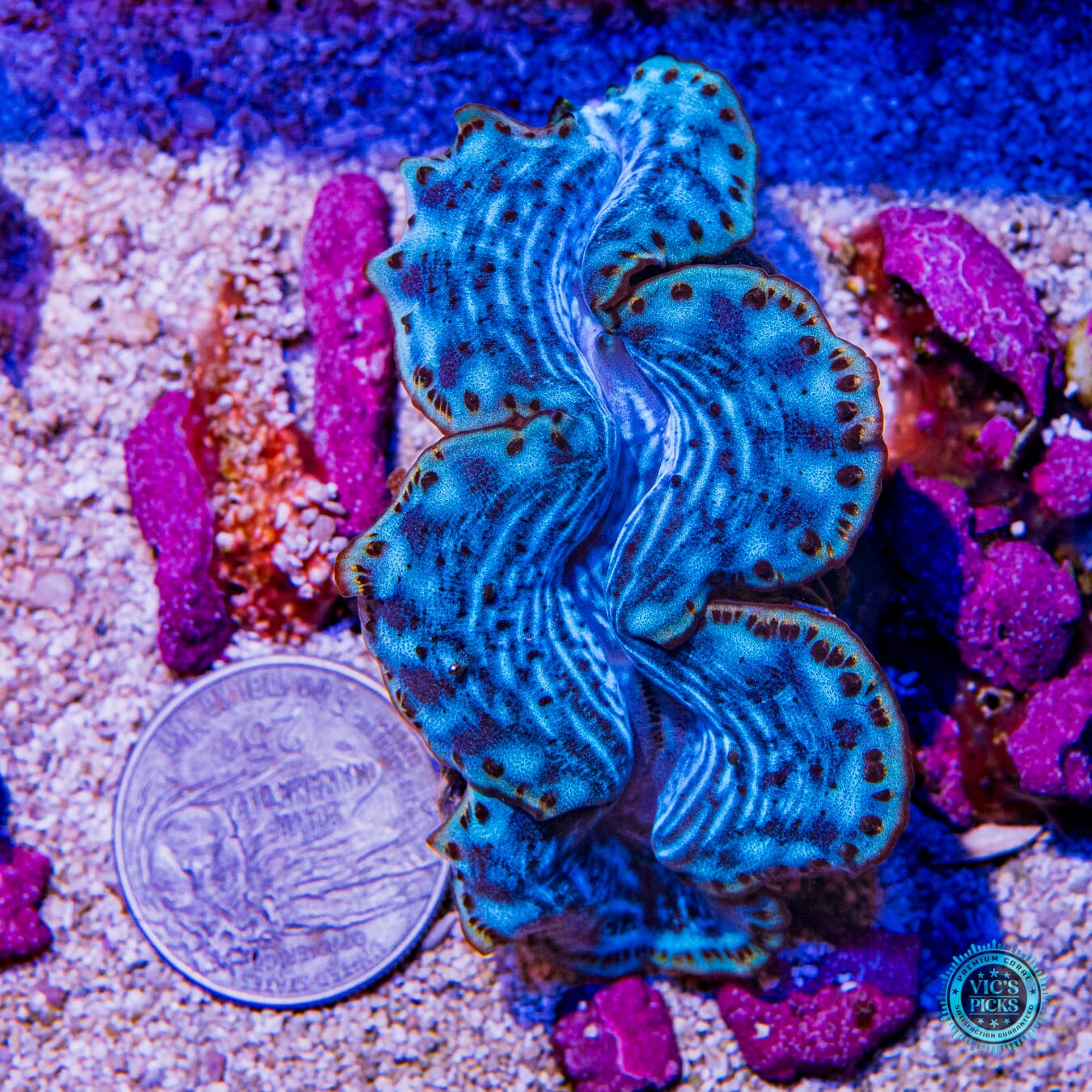 Epicenter Maxima Clam - Actinic Photo