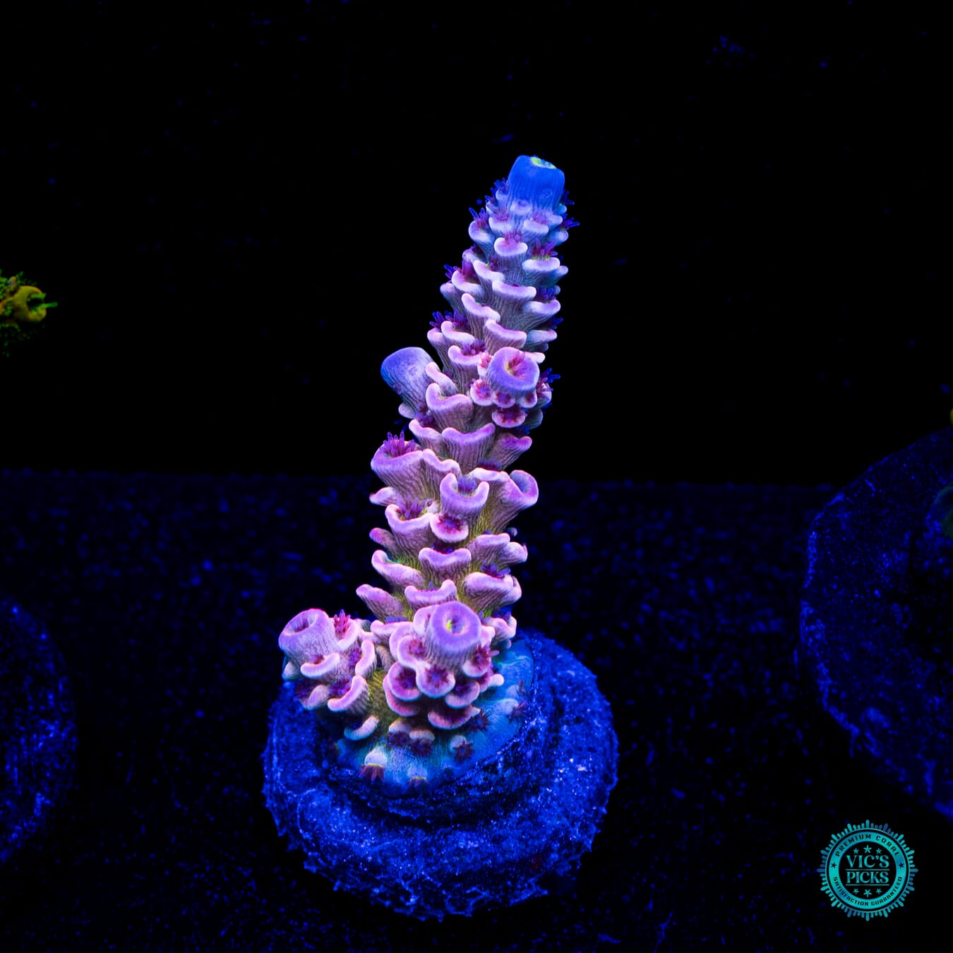 WWC Paradise Tenuis Acropora - Daylight Photo
