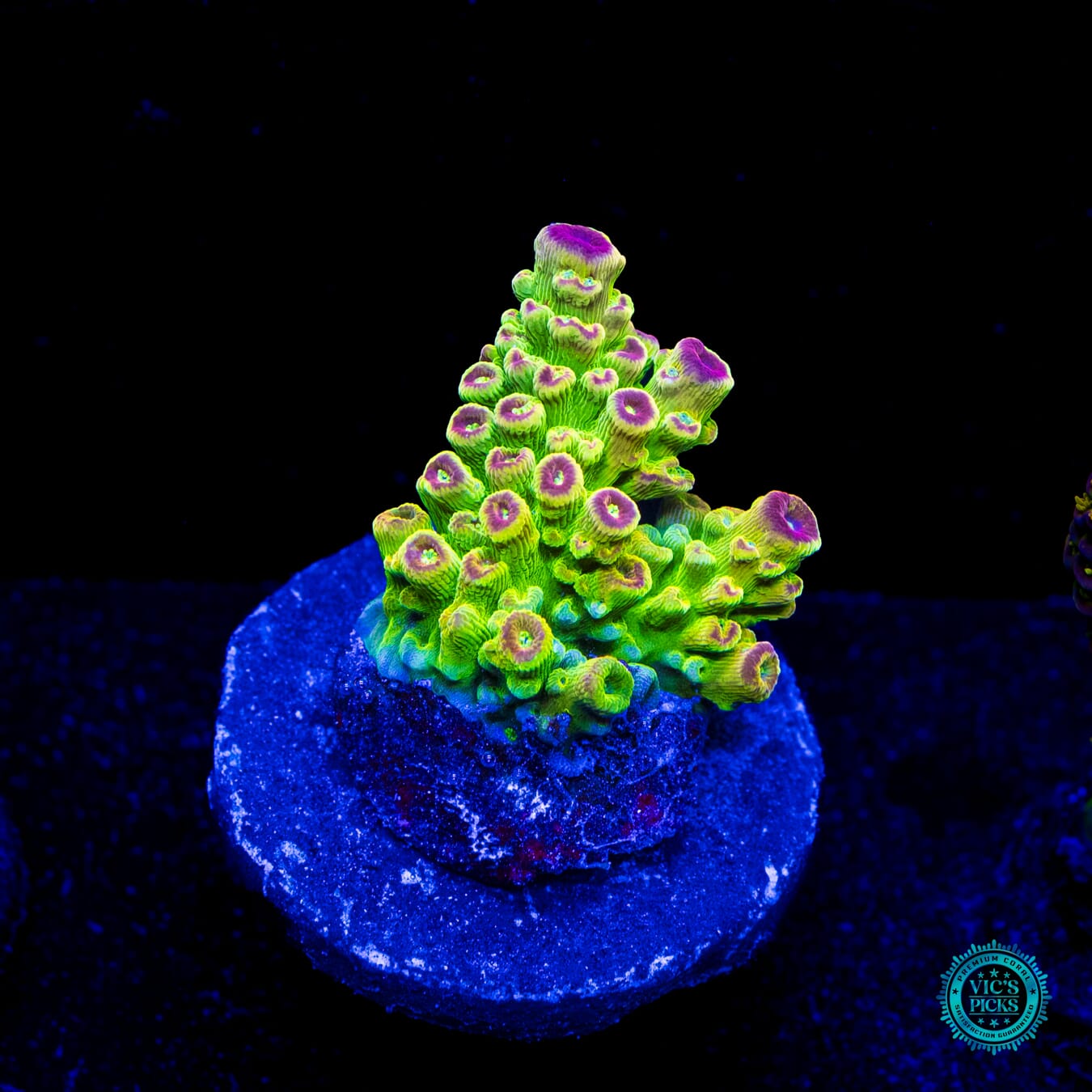 WWC Captain Caveman Acropora - Daylight Photo