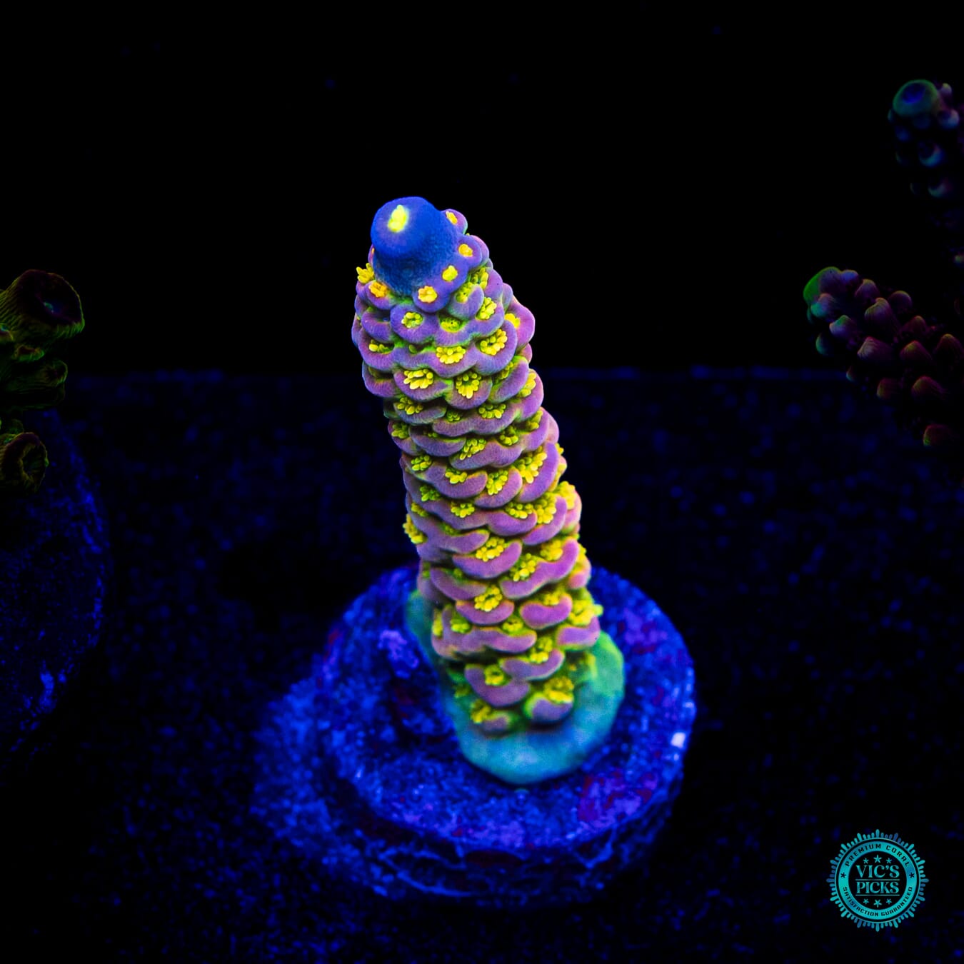 WD Tenuis Acropora - Daylight Photo