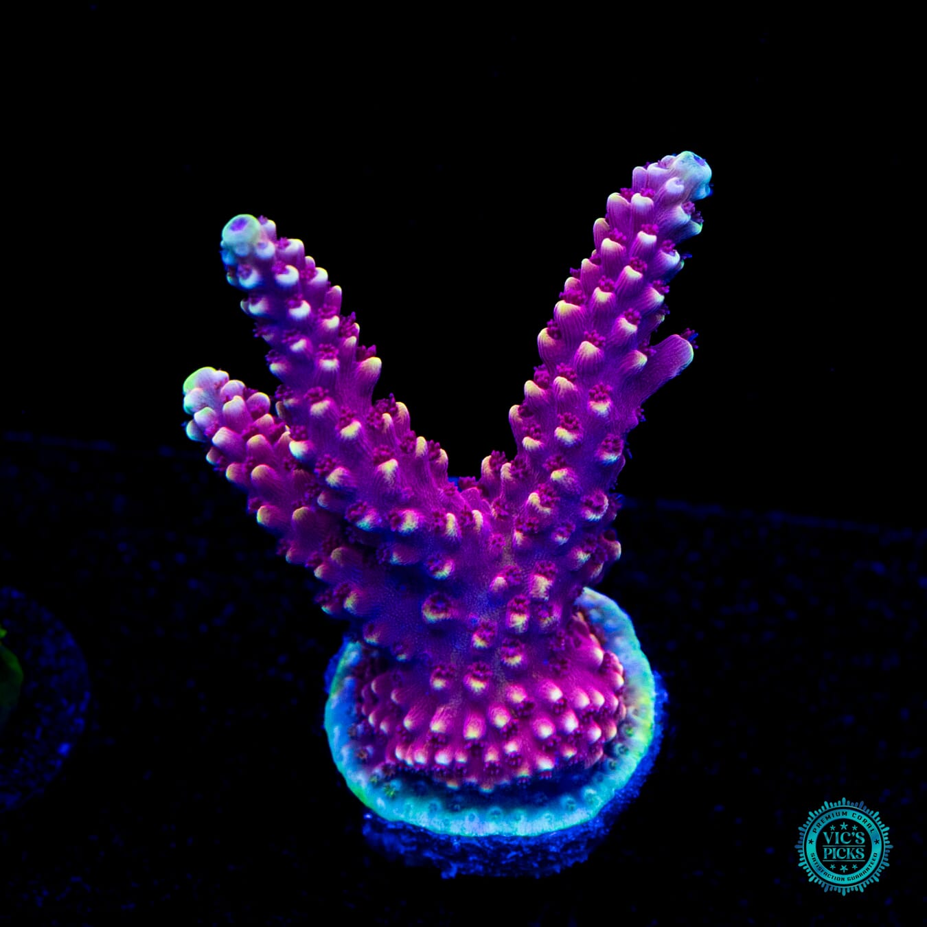 WWC Terra Red Acropora - Daylight Photo