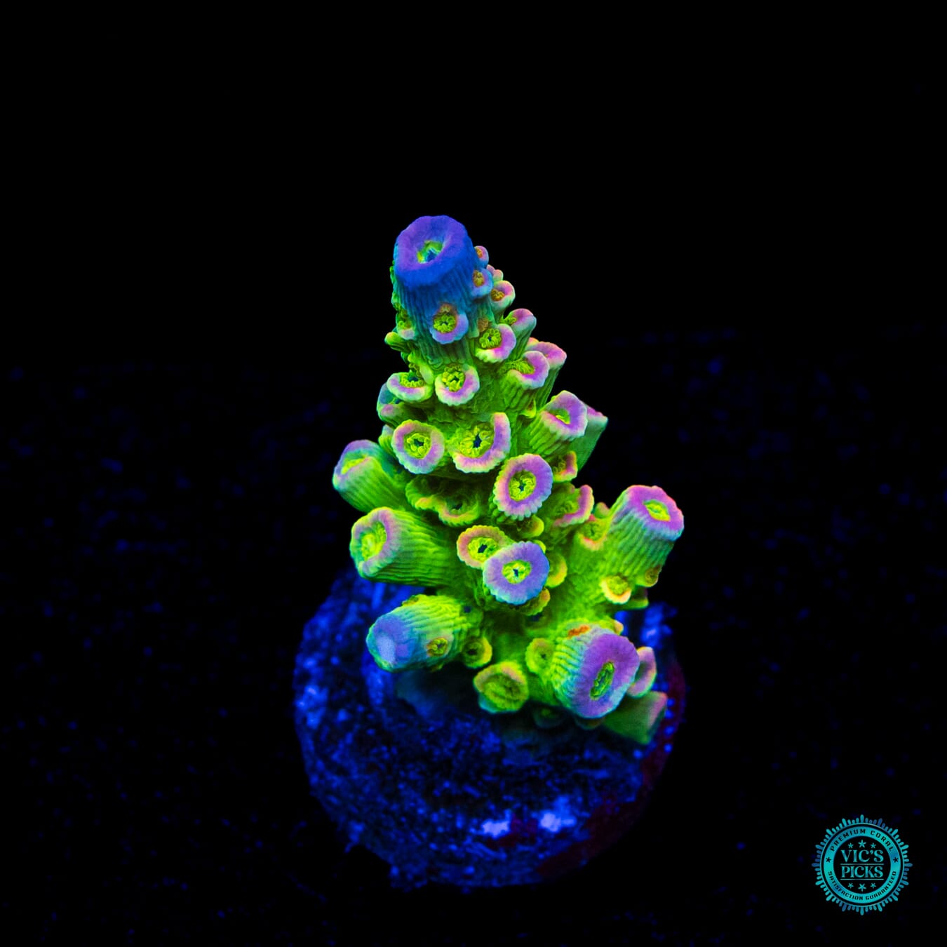 Jason Fox Homewrecker Acropora - Daylight Photo