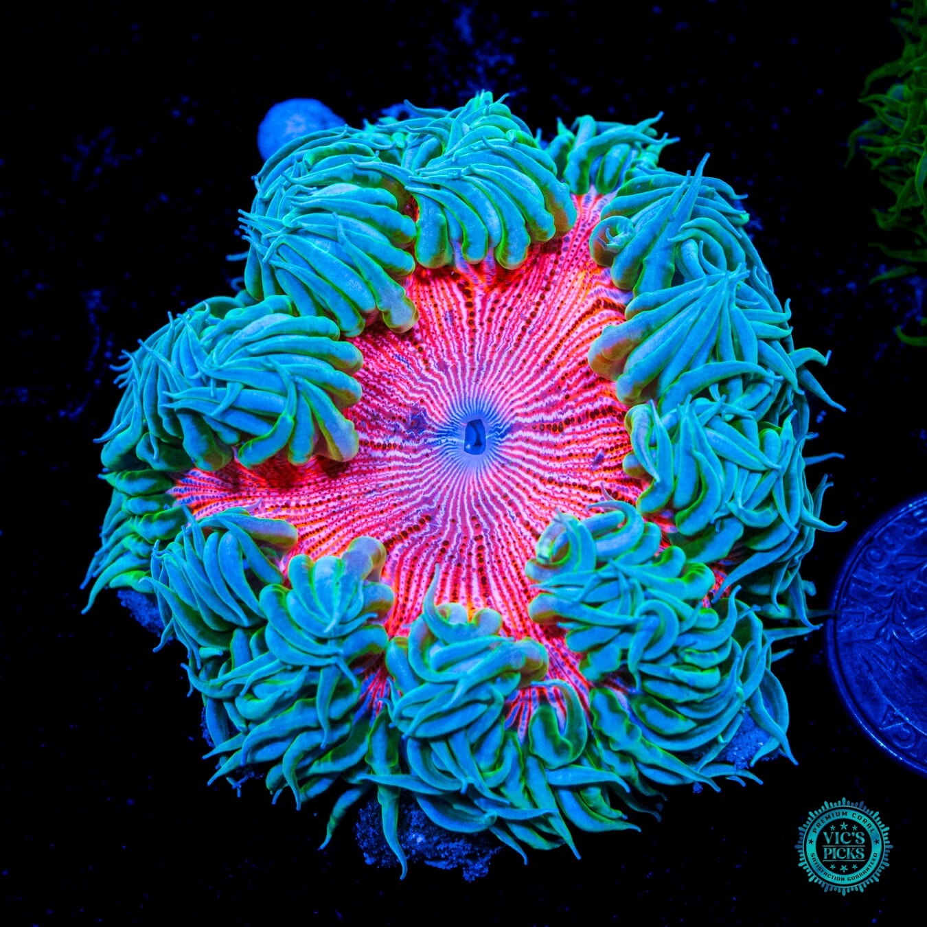 Screaming Pink Zebra Flower Anemone - Daylight Photo