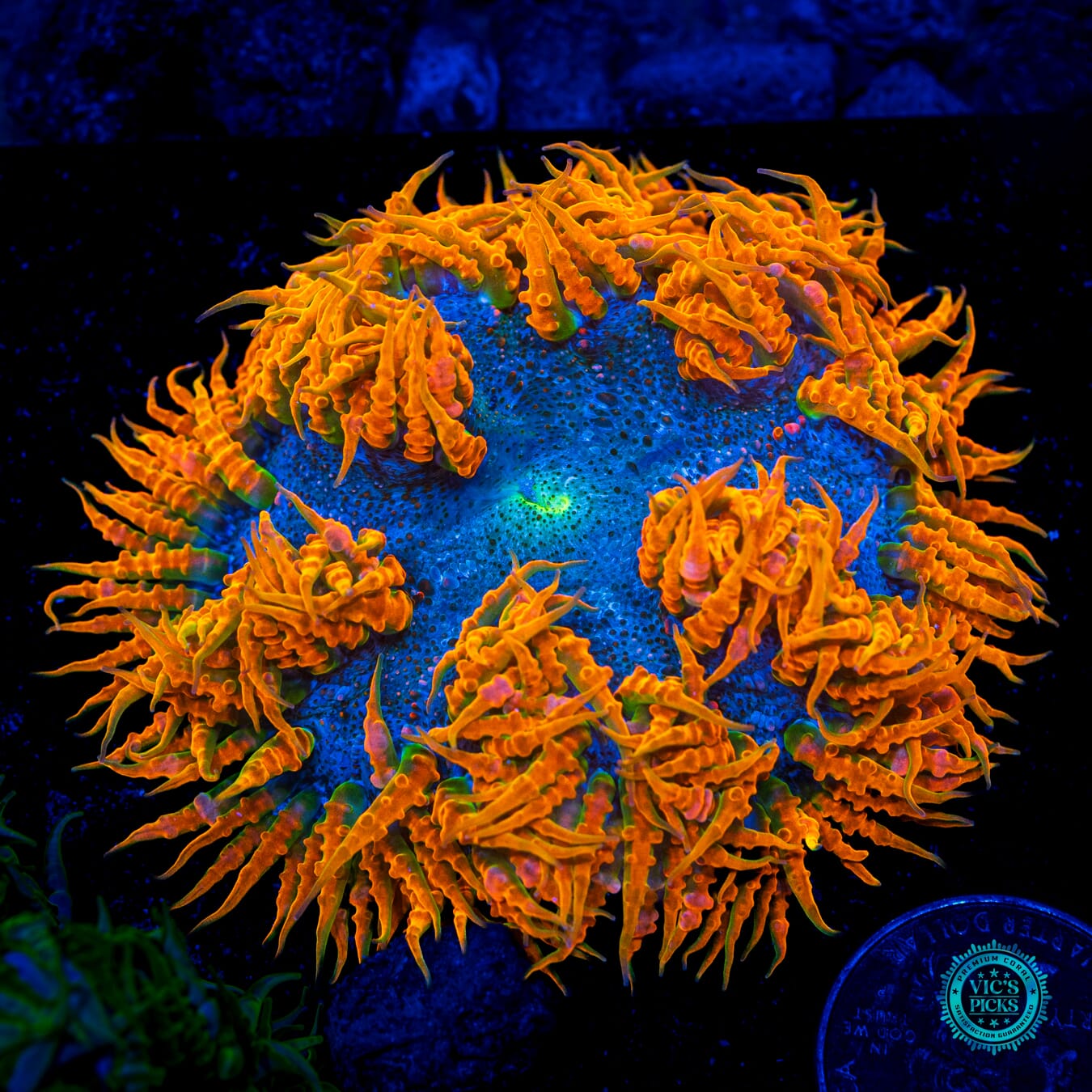 Headless Horseman Flower Anemone  - Daylight Photo