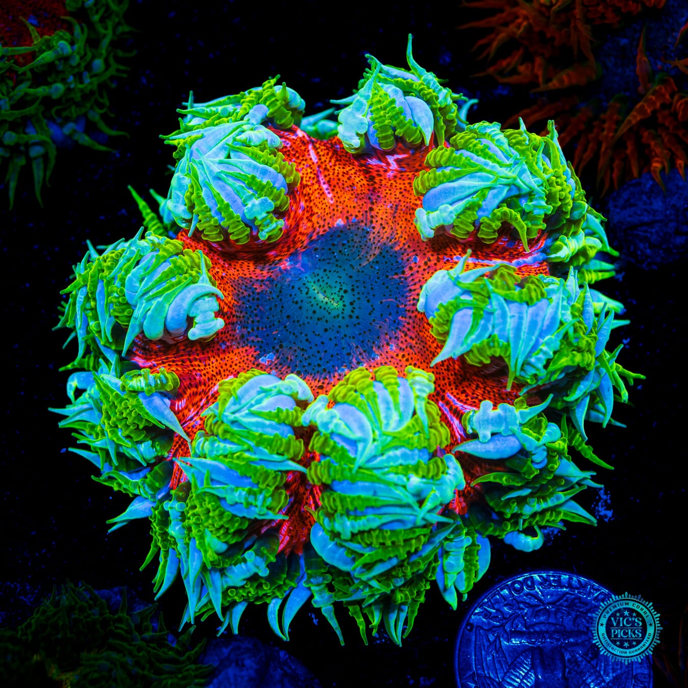 Super Duper Fantastic Flower Anemone  - Daylight Photo