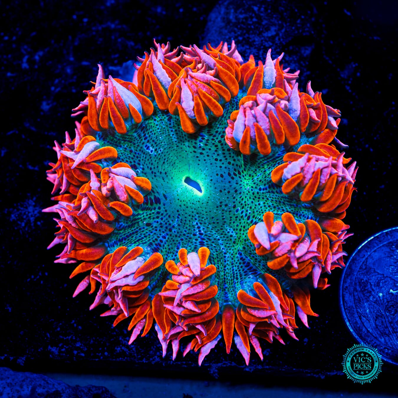 Forever Hallows Eve Flower Anemone  - Daylight Photo