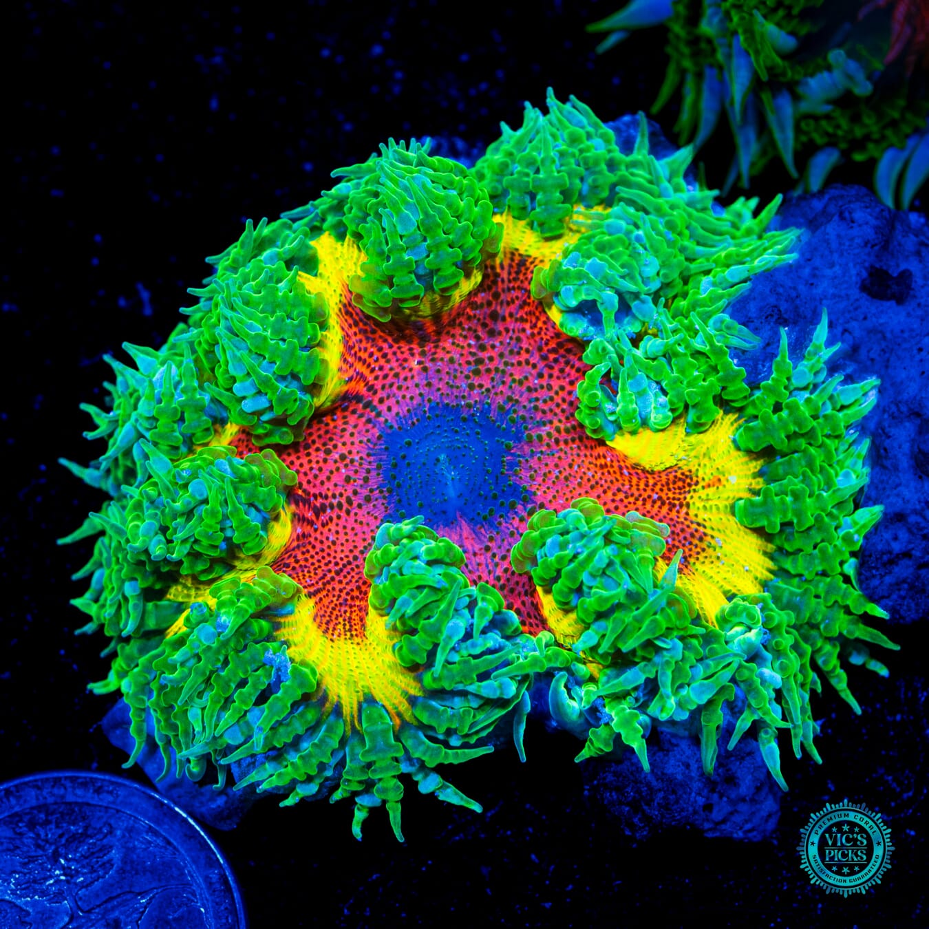Intergalactic Inferno Flower Anemone  - Daylight Photo