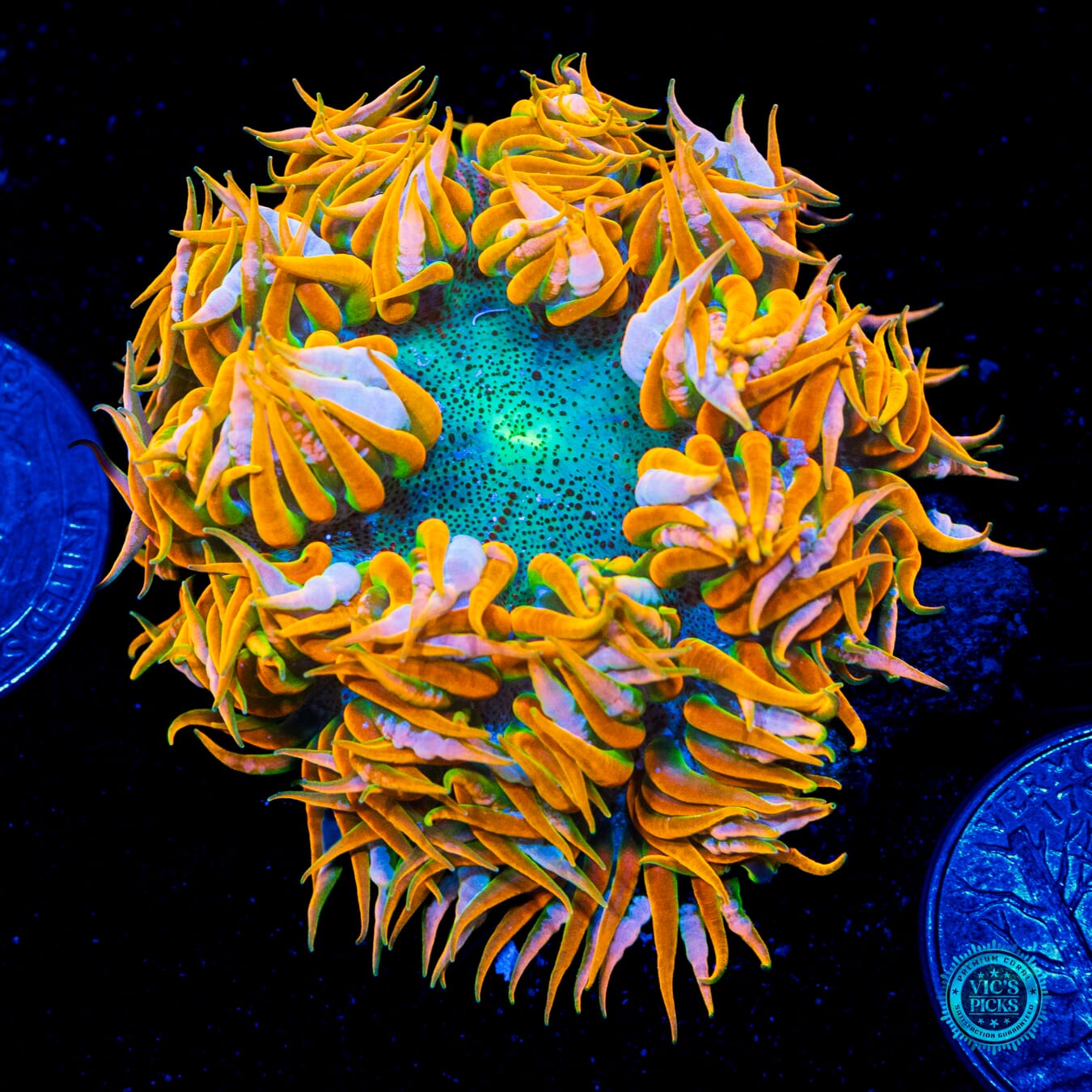 Candy Corn Flower Anemone  - Daylight Photo
