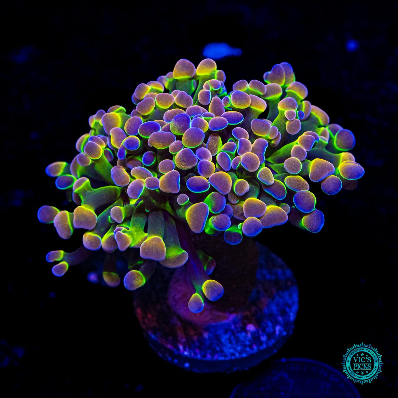 Holy Grail Branching Hammer - Daylight Photo