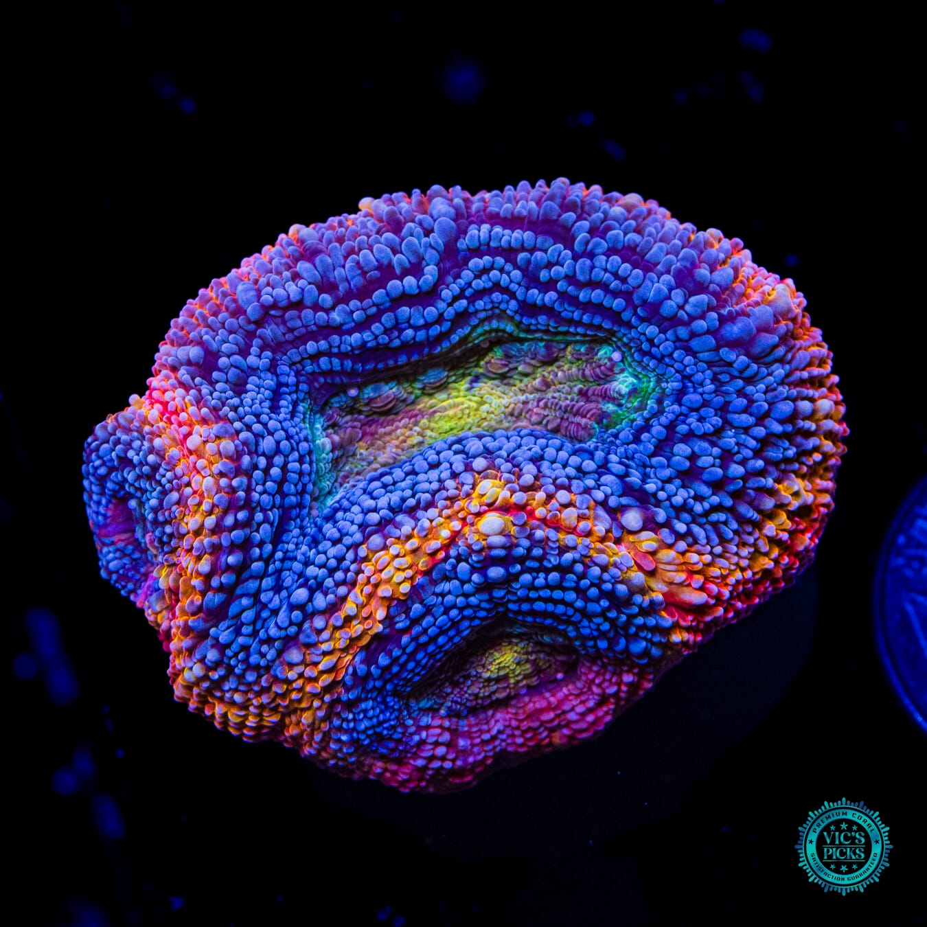 WWC Obliterator Bowerbanki - Daylight Photo