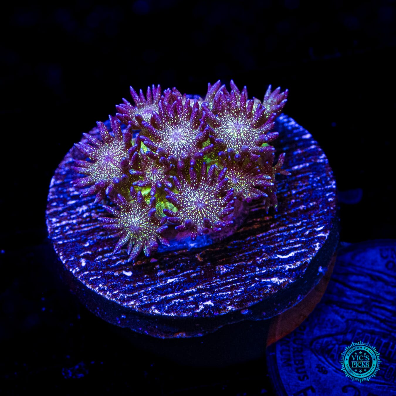 Super Nova Glitter Goniopora - Daylight Photo