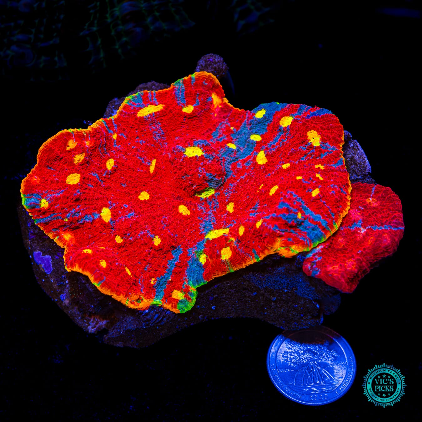 Taste the Rainbow Chalice - Daylight Photo