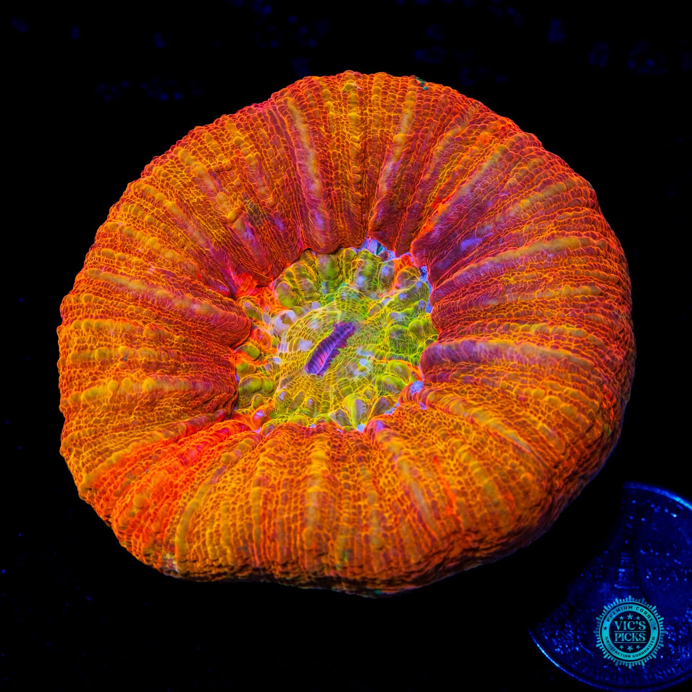 Eternal Flame Scolymia - Daylight Photo