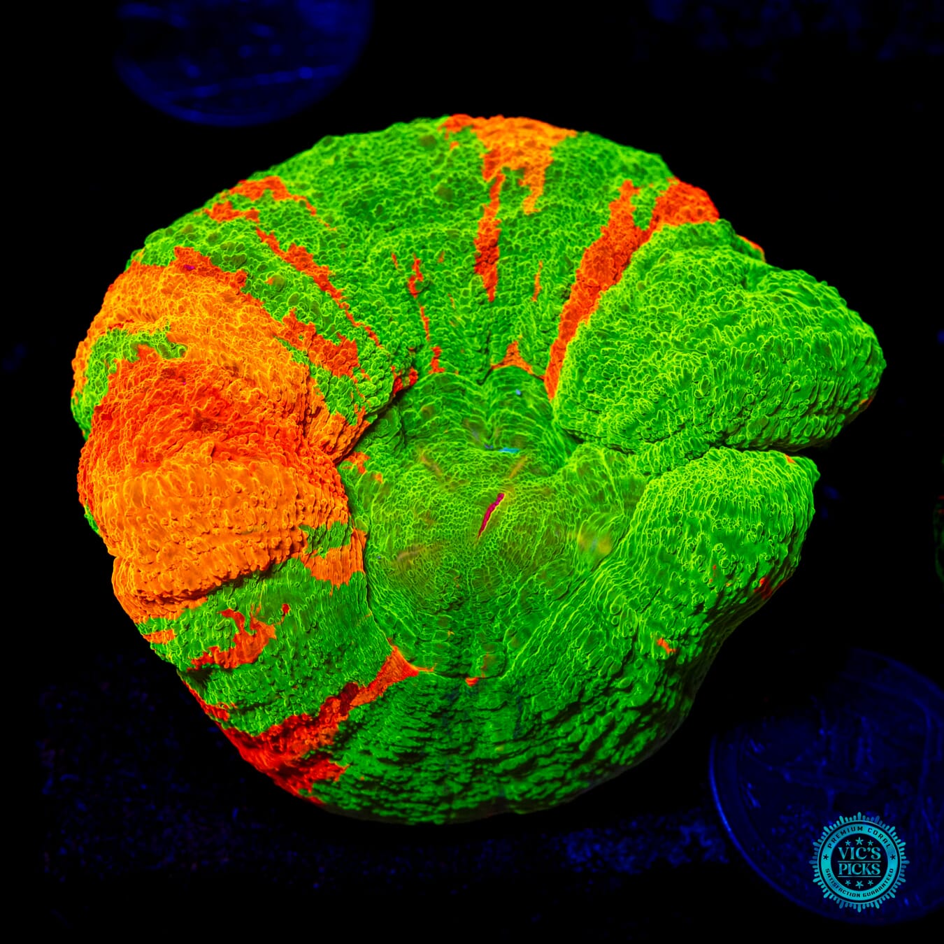 Candy Crush Scolymia - Daylight Photo