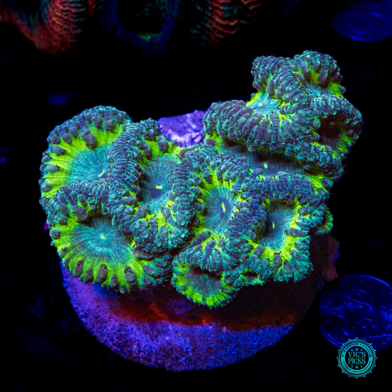 Grape Venom Blastomussa - Daylight Photo