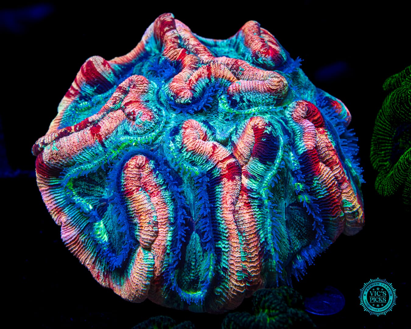 Gigantic Fruit Cake Trachyphyllia - Daylight Photo