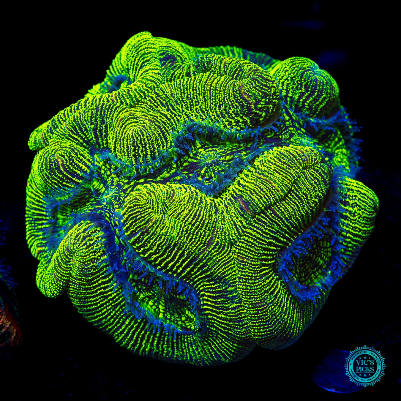 XXL Nuclear Meltdown Trachyphyllia - Daylight Photo